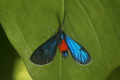 Ctenucha editha
