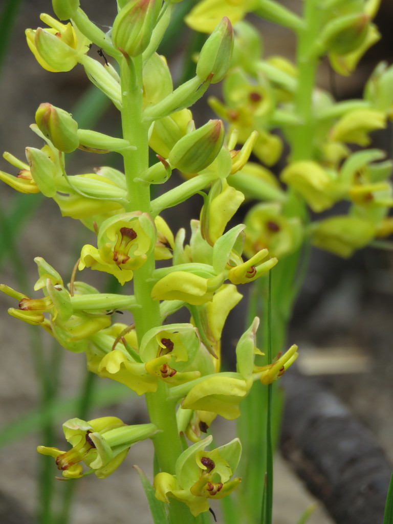 Shield Orchids