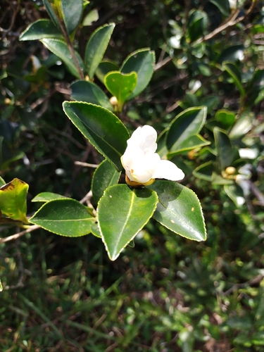 Camellia oleifera (Camellia oleifera)