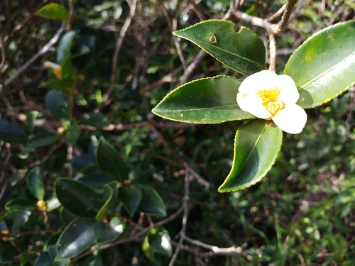 Camellia oleifera, photograph 2