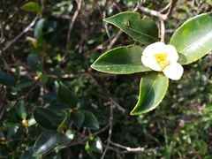Camellia oleifera, photograph author not stated, no rights reserved