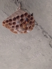 Mischocyttarus cerberus