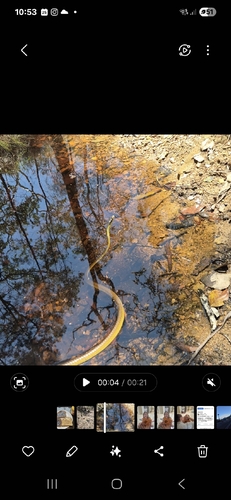 Common Tree Snake sighting
