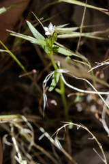 Allophyllum capillare