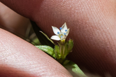 Allophyllum capillare