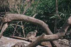 Esacus recurvirostris