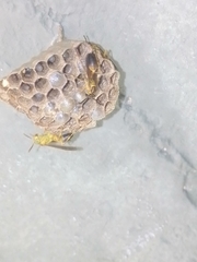 Mischocyttarus cerberus