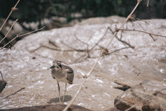 Esacus recurvirostris