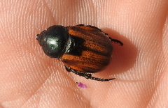 Anisoplia austriaca