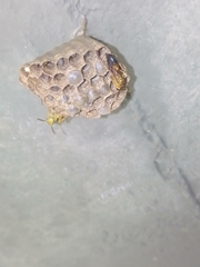 Mischocyttarus cerberus