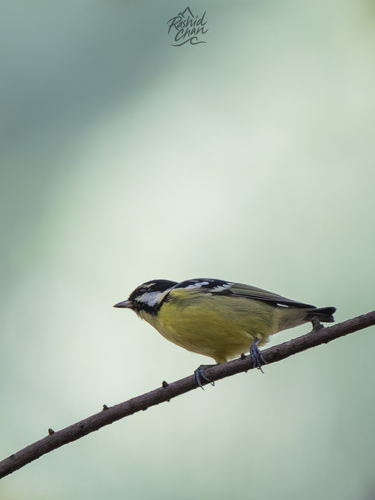 Yellow-bellied Tit (Periparus venustulus), photo 7