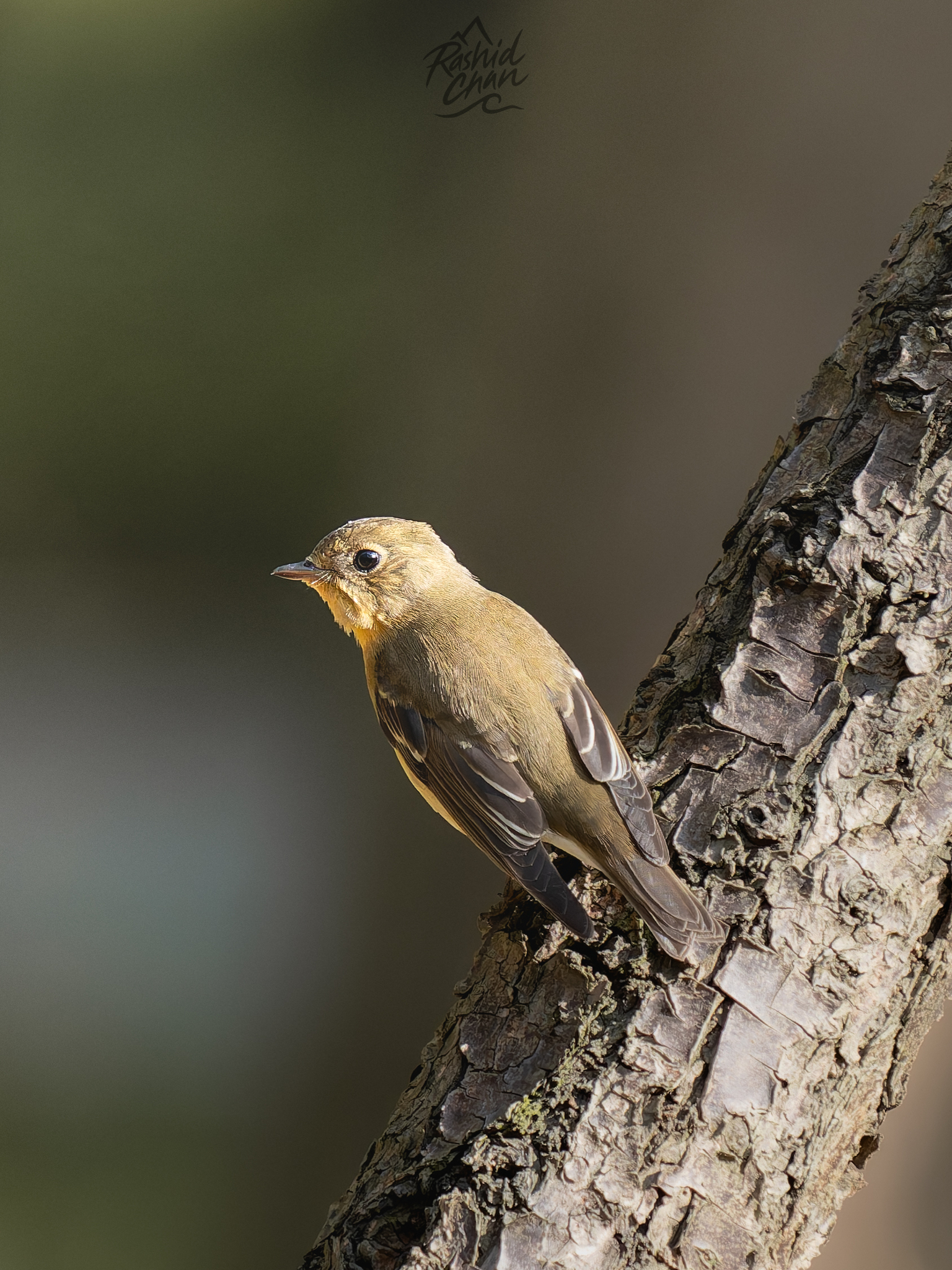 Mugimaki Flycatcher
