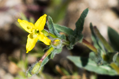 Camissoniopsis confusa