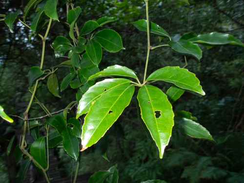 Tetrastigma planicaule observed 2025-08-23