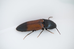 Ampedus balteatus