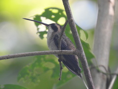 Phaethornis anthophilus