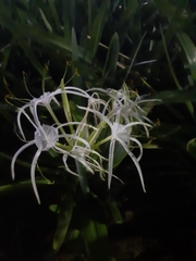 Hymenocallis