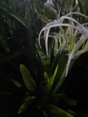 Hymenocallis