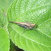 Eucriotettix oculatus oculatus - Photo (c) orthoptera-jp, some rights reserved (CC BY-NC), uploaded by orthoptera-jp