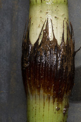 Equisetum telmateia telmateia