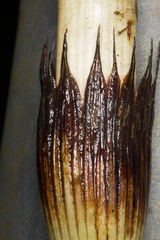 Equisetum telmateia telmateia