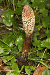 Equisetum telmateia telmateia