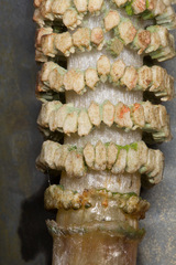 Equisetum telmateia telmateia
