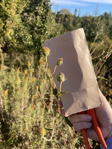 Schweinitz's Sunflower (Helianthus schweinitzii)