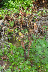Equisetum telmateia telmateia