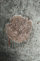 Septobasidium orbiculare