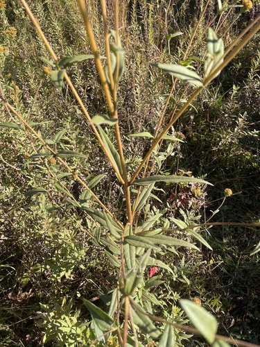 Helianthus schweinitzii, photograph 4