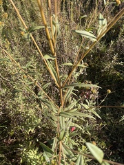 author not stated, no rights reserved Helianthus schweinitzii, photograph author not stated, no rights reserved