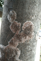 Septobasidium orbiculare