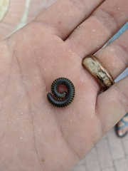 Anadenobolus monilicornis