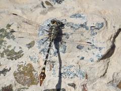 Paragomphus sinaiticus