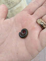Anadenobolus monilicornis