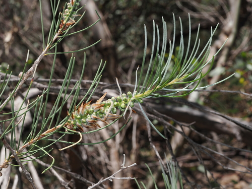 needle bottlebrush (Melaleuca orophila)