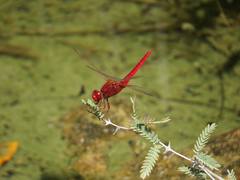 Crocothemis