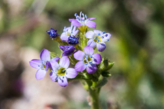 Gilia diegensis