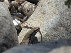 Trachylepis tessellata