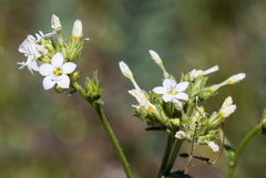 Gilia diegensis