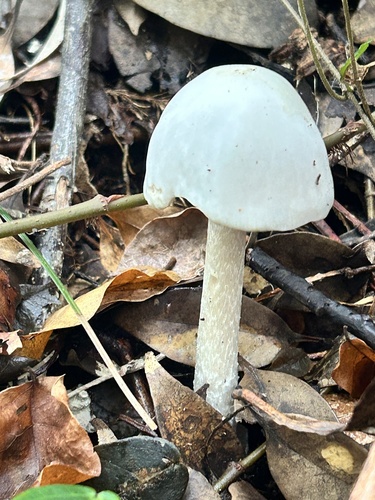 Amanita