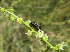 Stalagmosoma cynanki