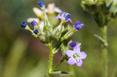 Gilia diegensis