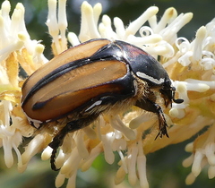 Trichostetha signata