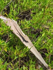 Anolis sagrei