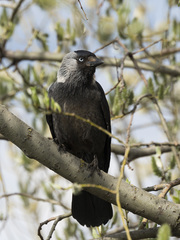 Corvus monedula
