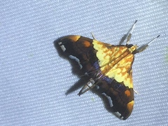 Agrotera semipictalis