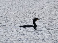 Phalacrocorax carbo
