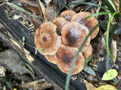 Desarmillaria tabescens